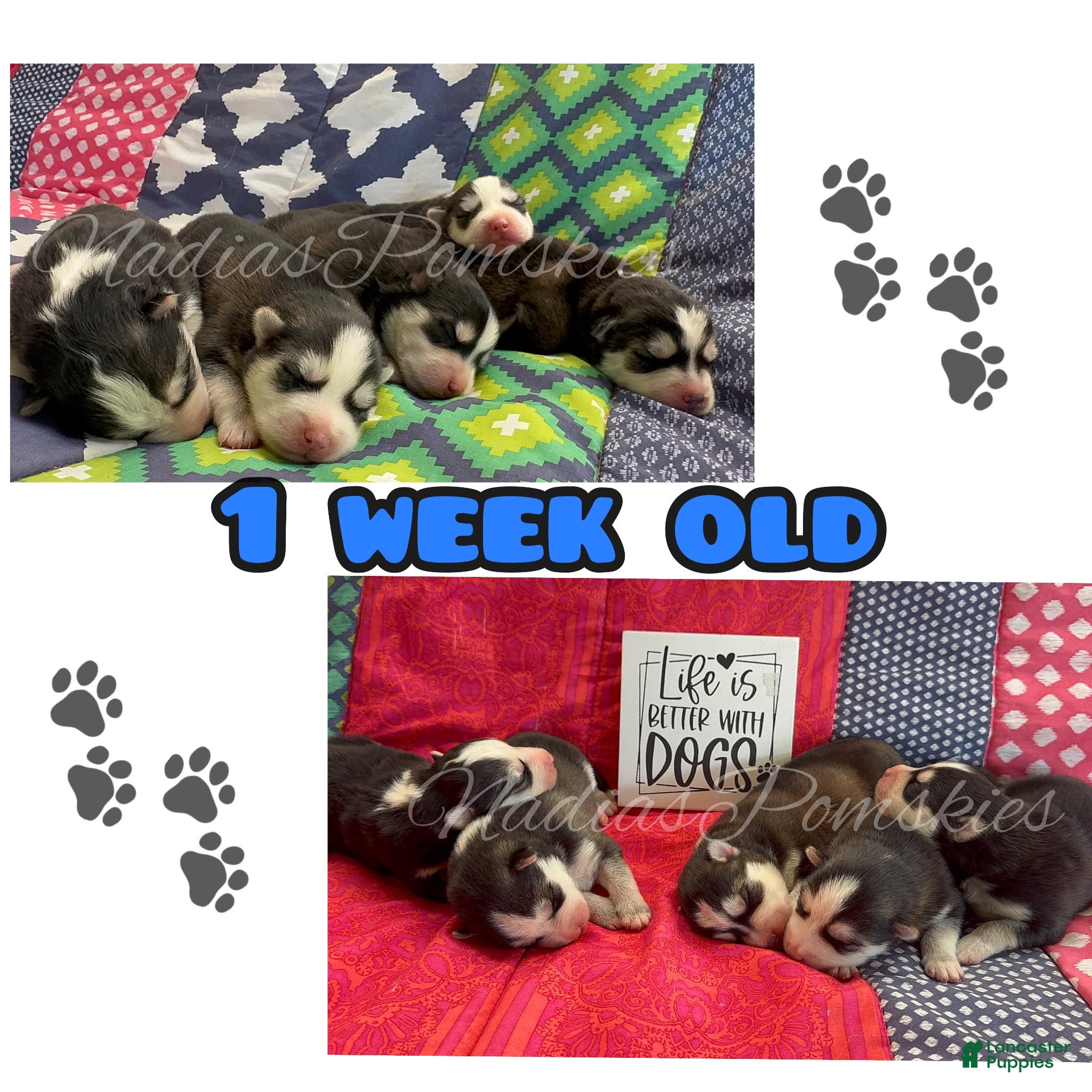 Pomsky dogs Pomsky 1 Girl  - Ad 1