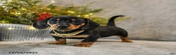 Dachshund dogs for sale: Truffles - Ad 3