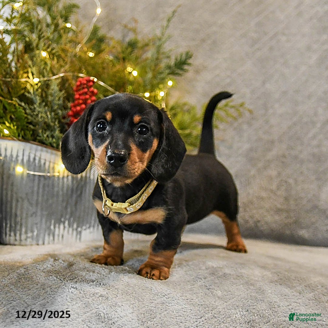 Dachshund dogs for sale: Truffles - Ad 3