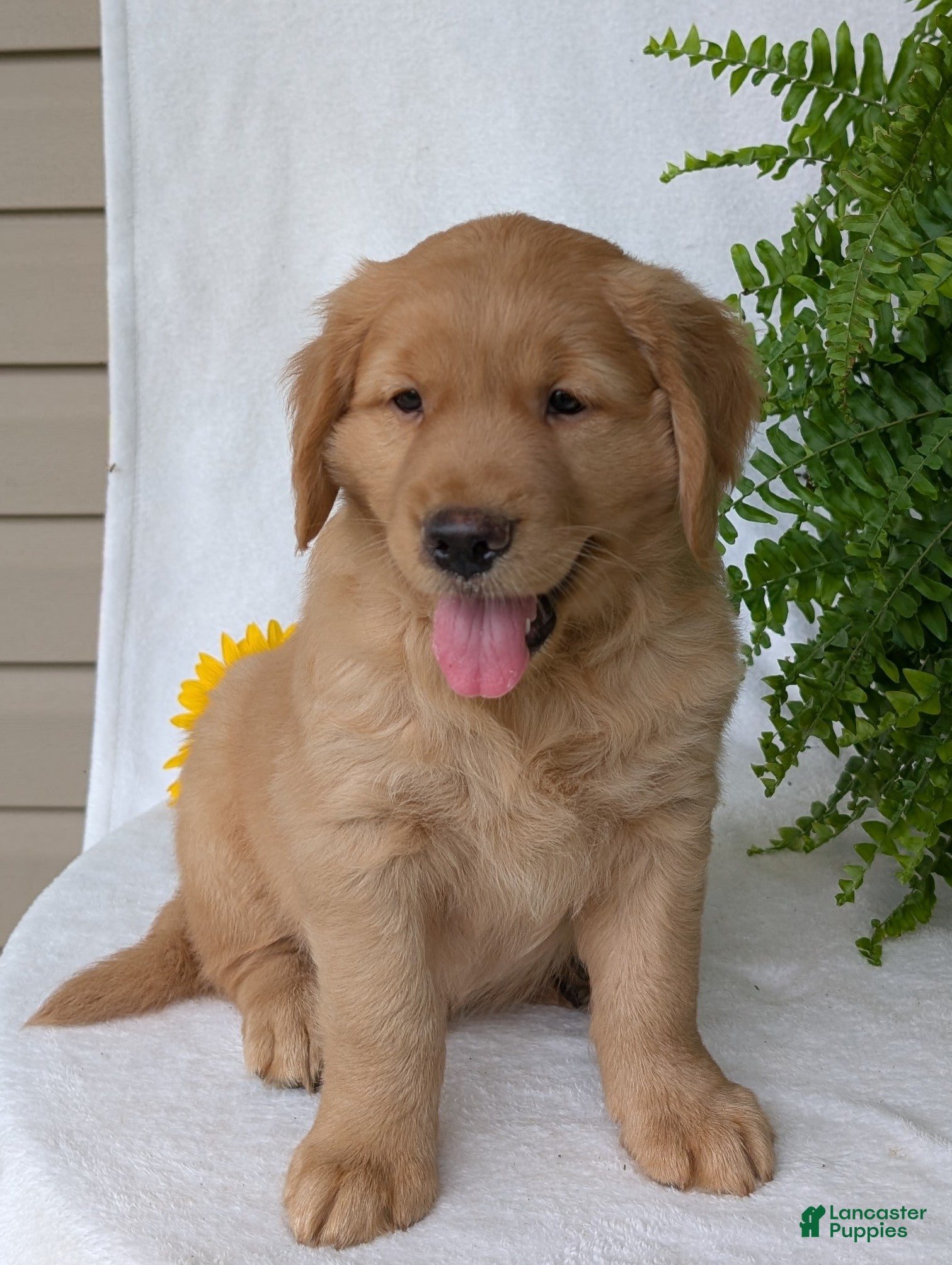Golden Retriever dogs Parker  - Ad 2