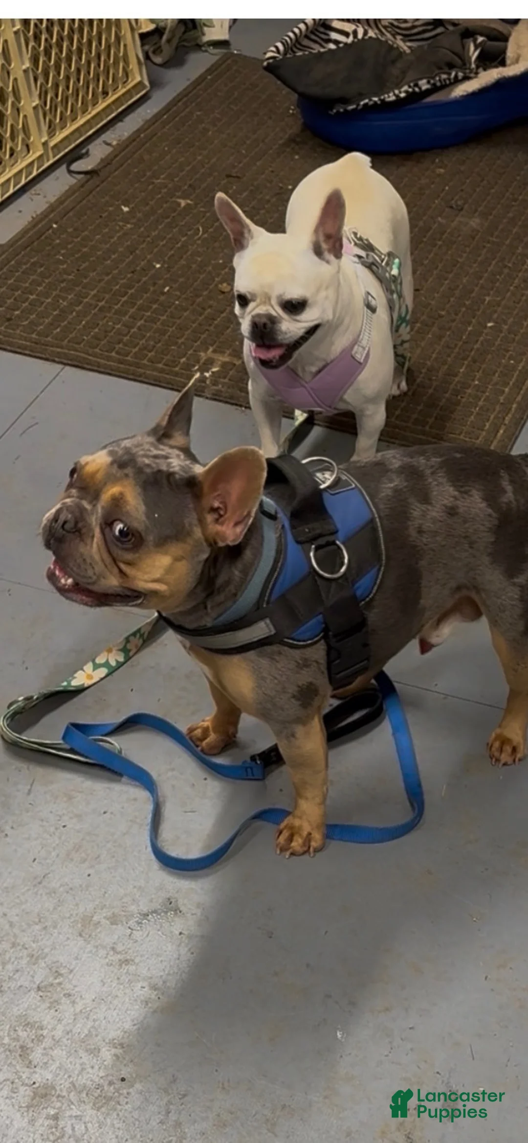 French Bulldog dogs for sale: Cami - Ad 8