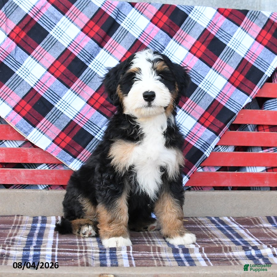 Mini Bernedoodle dogs Spike - Ad 1
