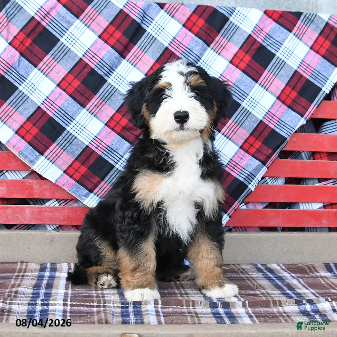 Mini Bernedoodle dogs for sale: Spike - Ad 1
