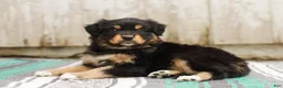 Australian Shepherd dogs for sale: Trisha - Ad 4