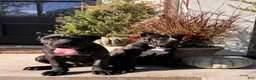Cane Corso dogs for sale: Rosie - Ad 7