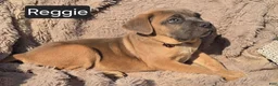 Cane Corso dogs for sale: Reggie - Ad 5