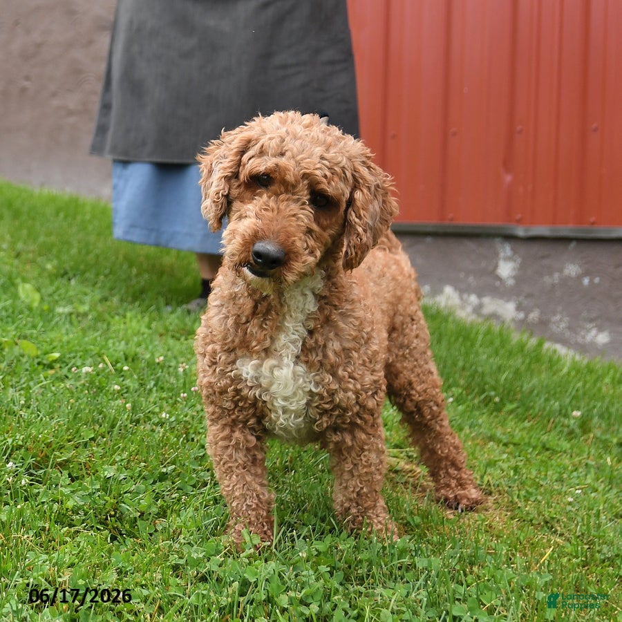 Miniature Poodle dogs Chester - Ad 2