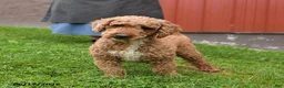 Miniature Poodle dogs for sale: Chester - Ad 2