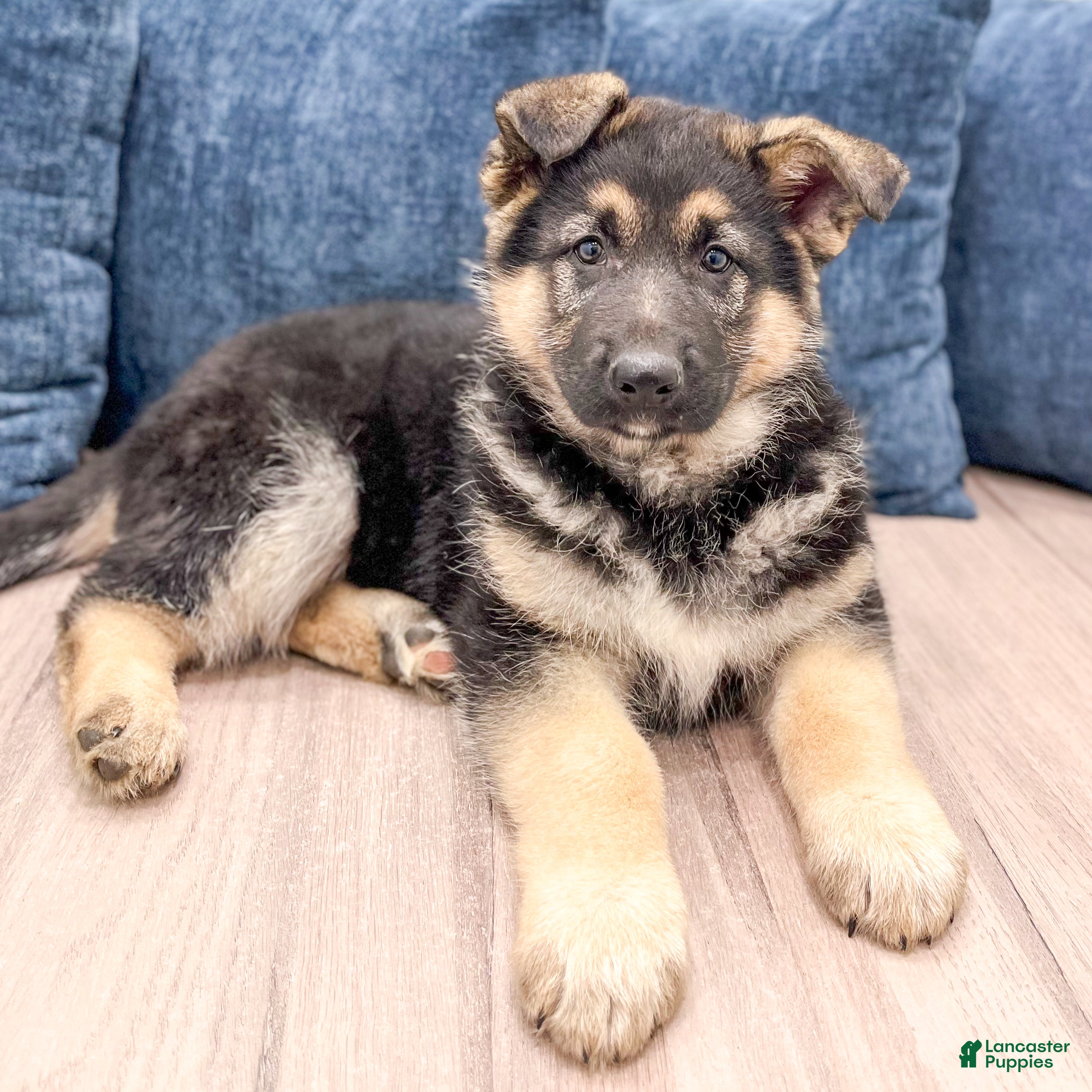 German Shepherd dogs Amos - Ad 2
