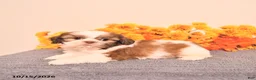 Shih Tzu dogs for sale: Leo - Ad 4