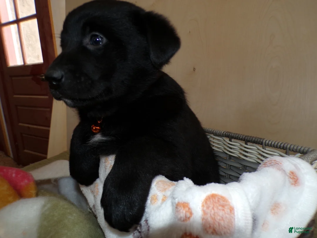 Border Collie dogs for sale: Border Collie Puppy 2 Lanny - Ad 2