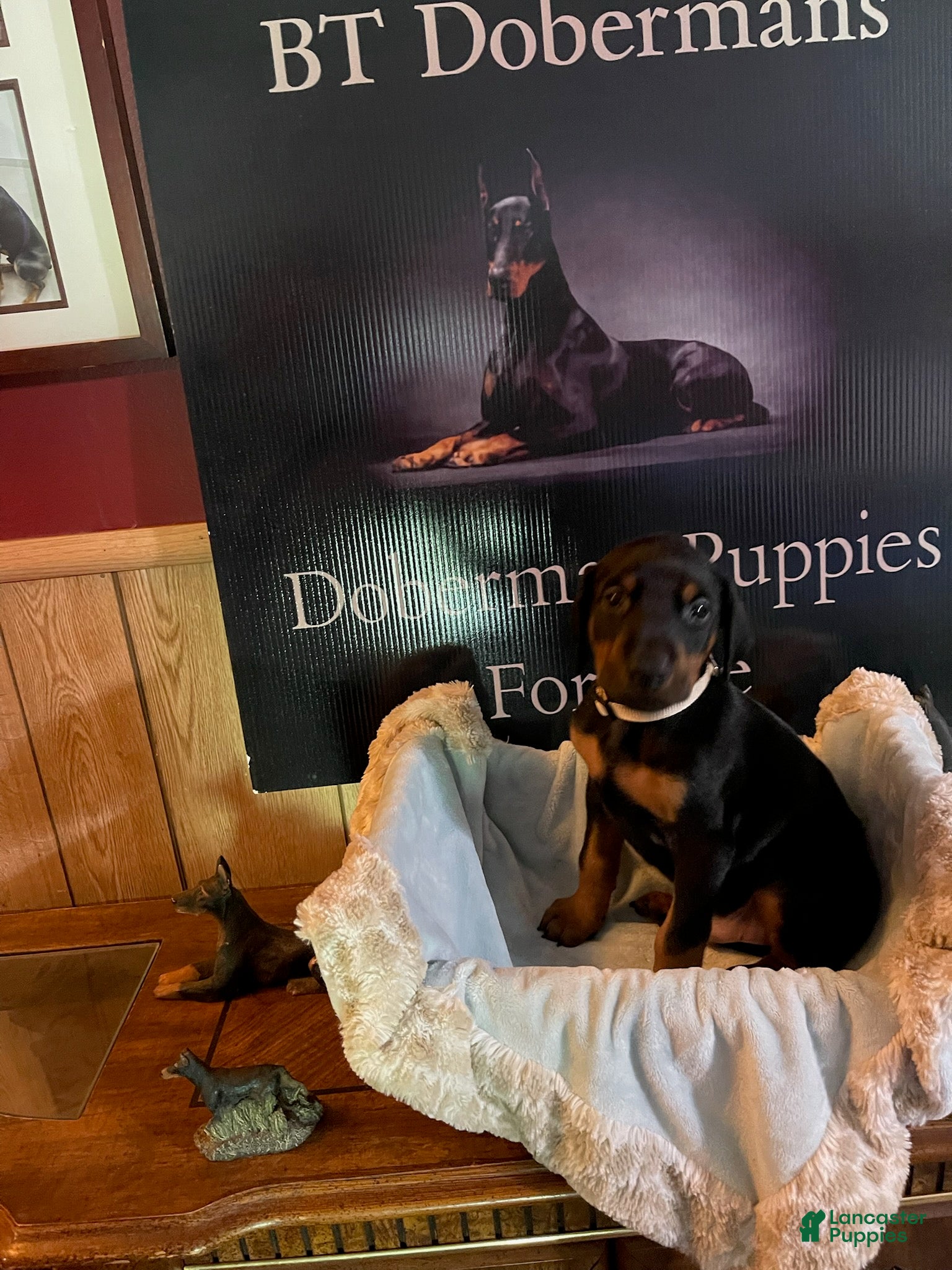 Doberman Pinscher dogs Tan Collared male - Ad 3