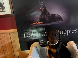 Doberman Pinscher dogs Tan Collared male - Ad 3
