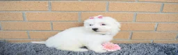 Maltese dogs for sale: Brooke 🎀 - Ad 5