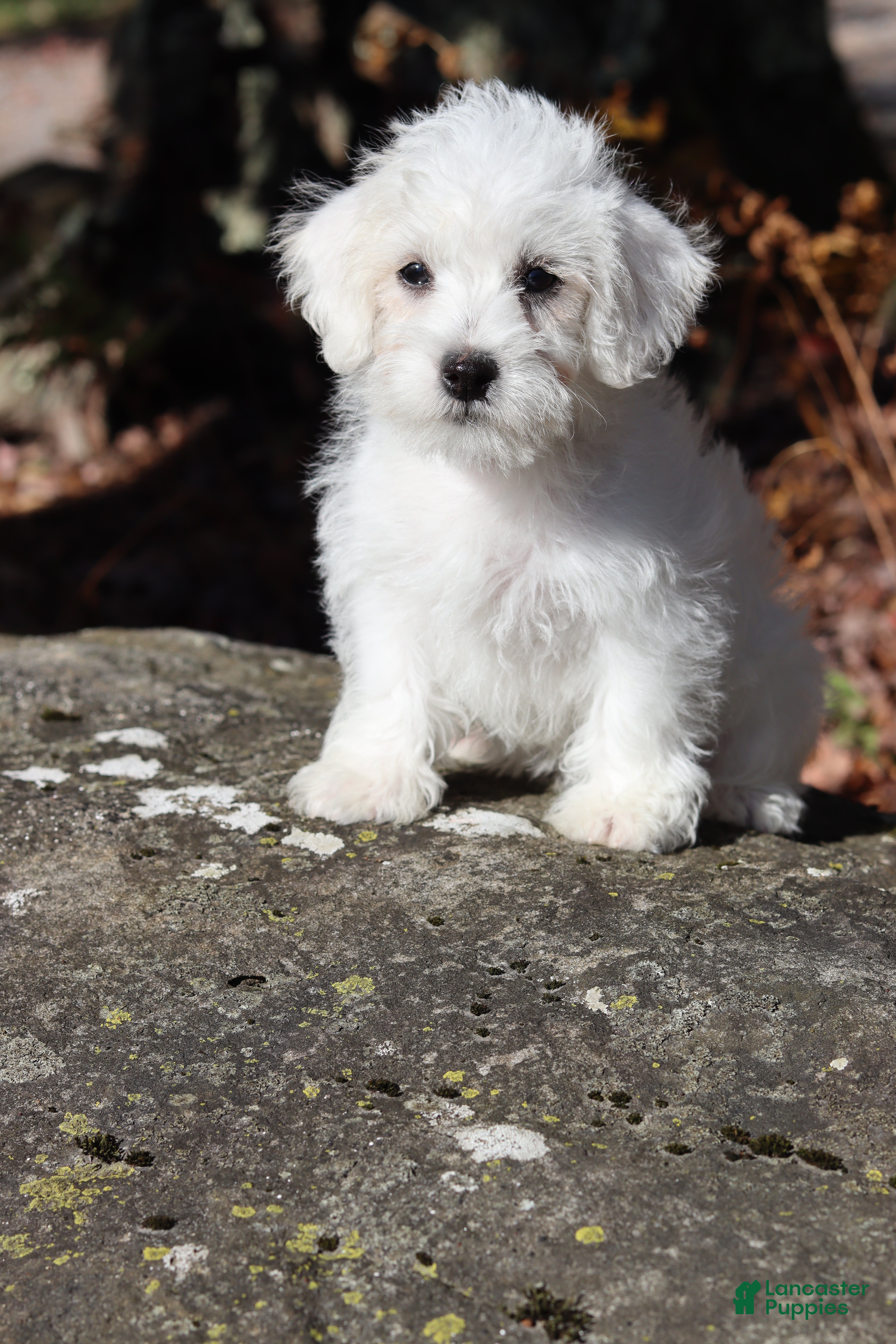 Mixed Breed Puppies for sale in Maryland Lancaster Puppies