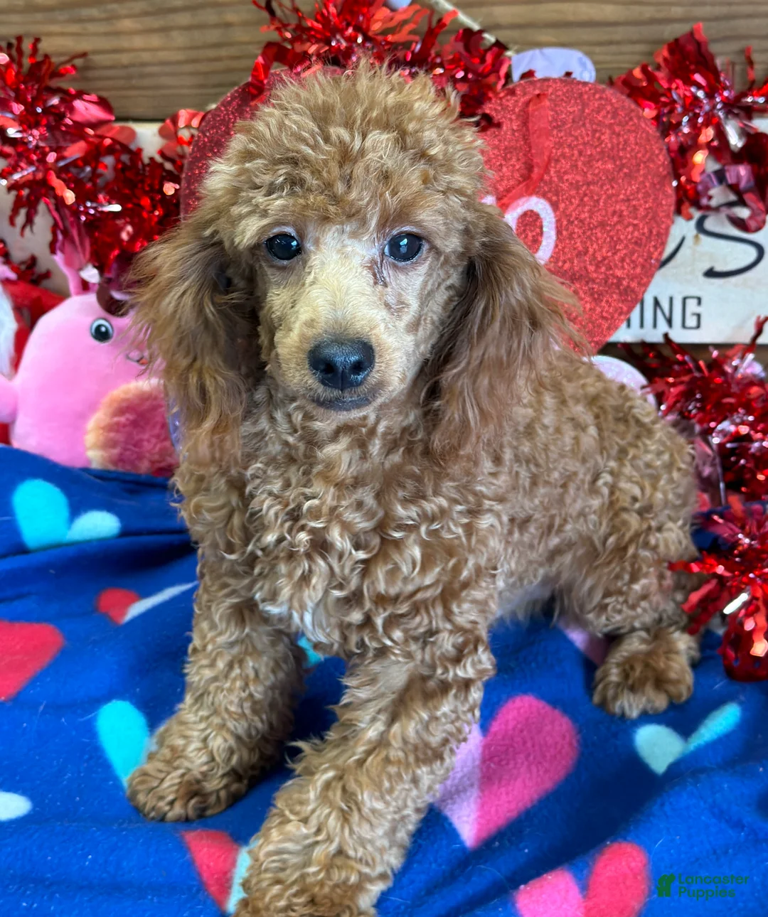Toy Poodle dogs for sale: Adam - Ad 2