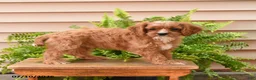 Cavapoo dogs for sale: Lance  - Ad 5