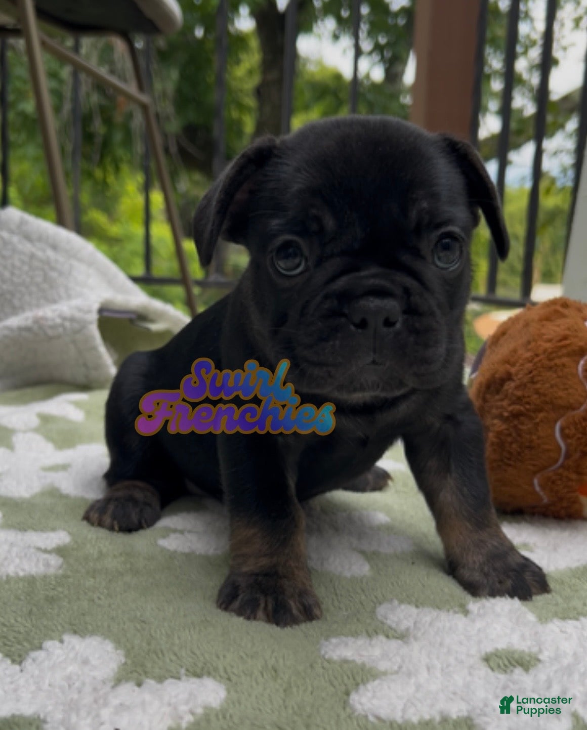 French Bulldog dogs Clove - Ad 13