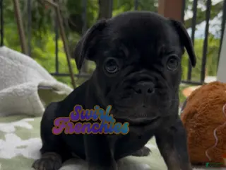 French Bulldog dogs Clove - Ad 27