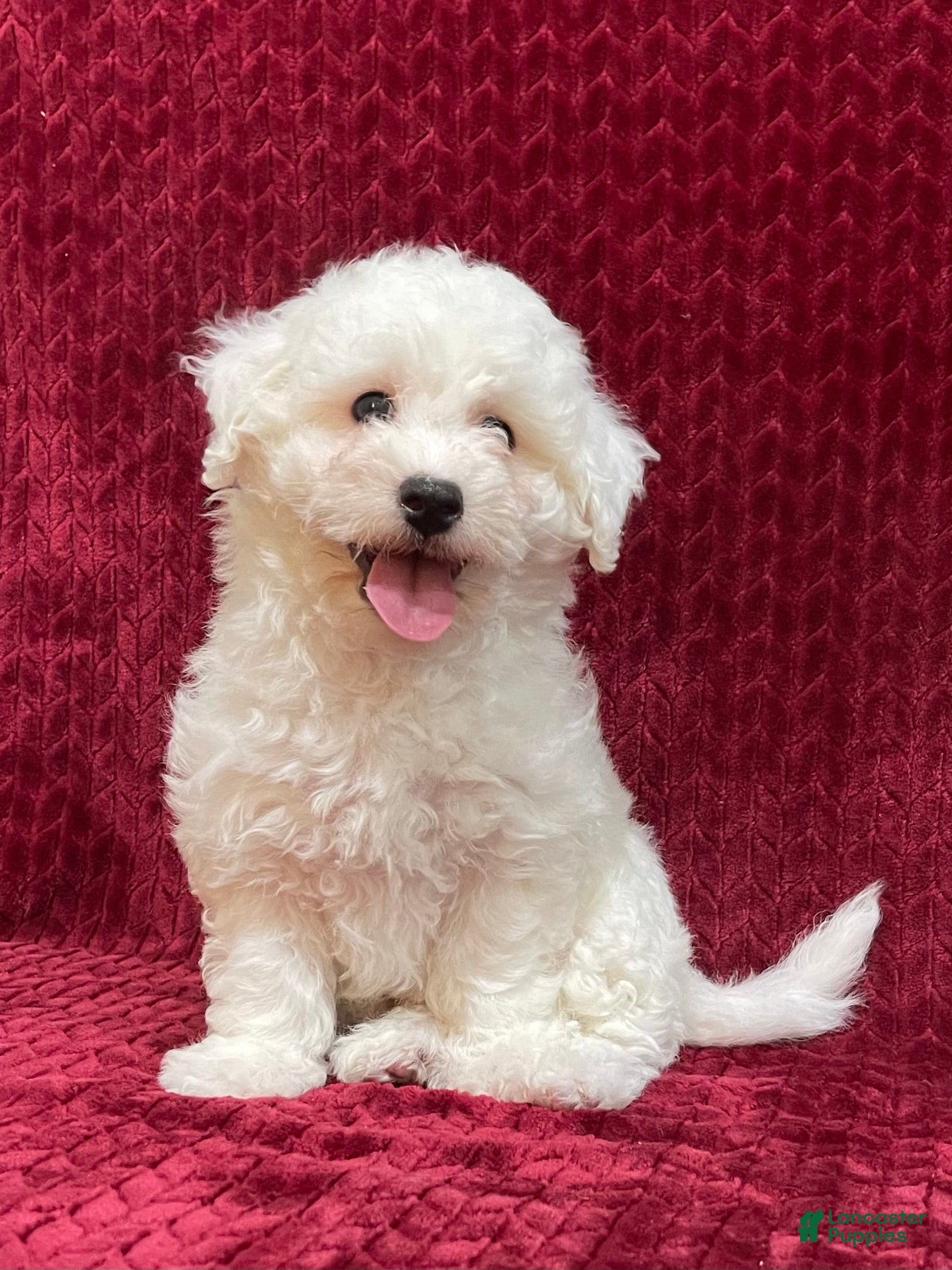 Bichon Frise dogs Rocket - Ad 6
