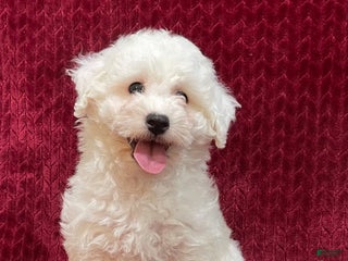 Bichon Frise dogs Rocket - Ad 11