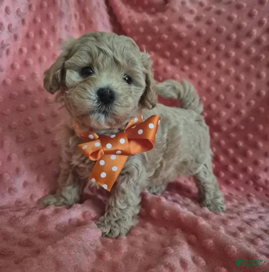 Maltipoo dogs for sale: Lexxie - Ad 8
