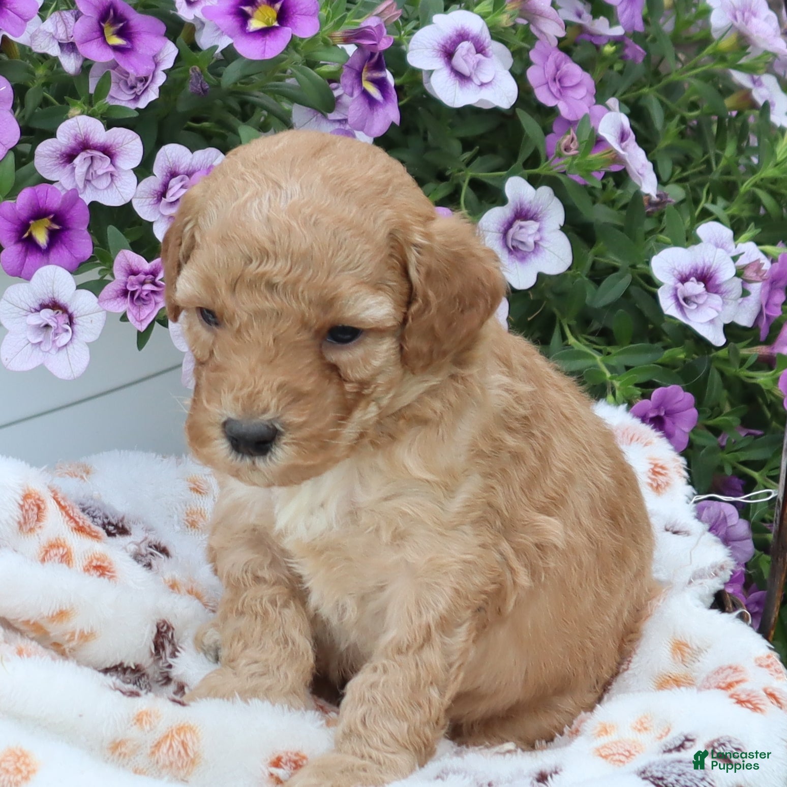 Mini Goldendoodle dogs Frankie - Ad 2