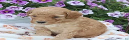 Mini Goldendoodle dogs for sale: Frankie - Ad 2