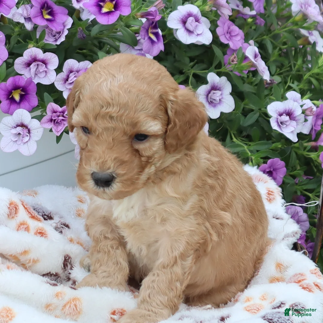 Mini Goldendoodle dogs for sale: Frankie - Ad 2