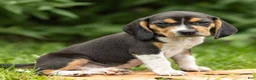 Beagle dogs for sale: Liberty - Ad 3