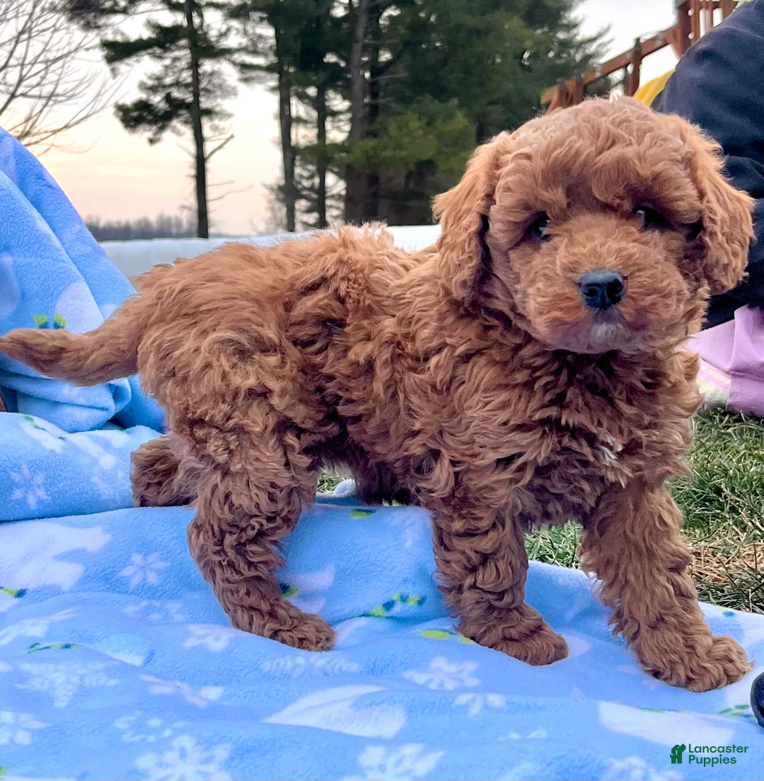 Mini Goldendoodle dogs for sale: Sweet Rosie🐾❤️Call 717-548-2054 - Ad 1