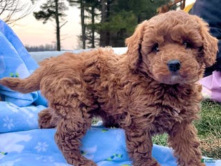 Mini Goldendoodle dogs Sweet Rosie🐾❤️Call 717-548-2054 - Ad 28
