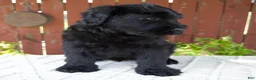 Giant Schnauzer dogs for sale: Travis - Ad 4