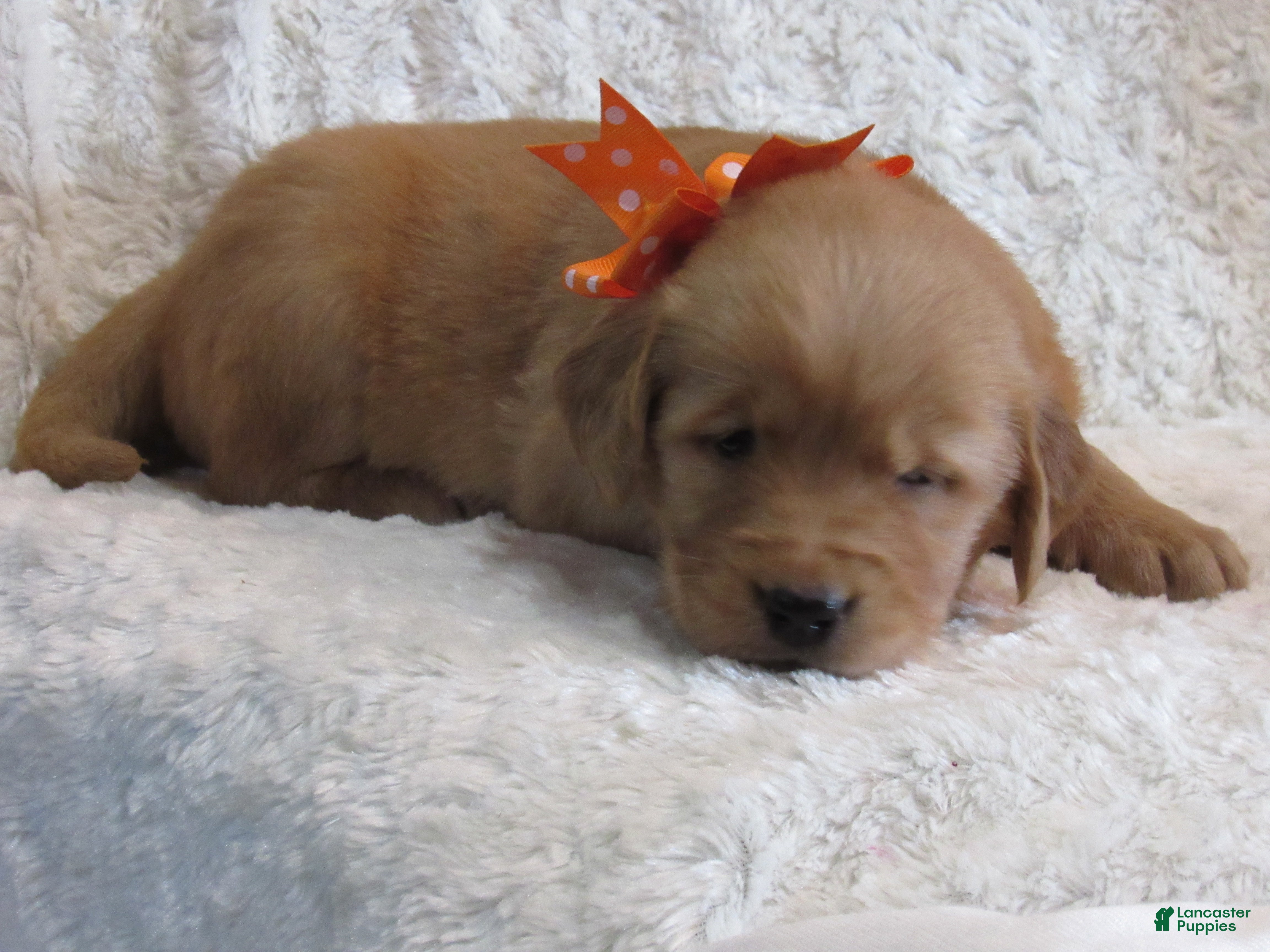 Golden Retriever dogs Lacey - Ad 2