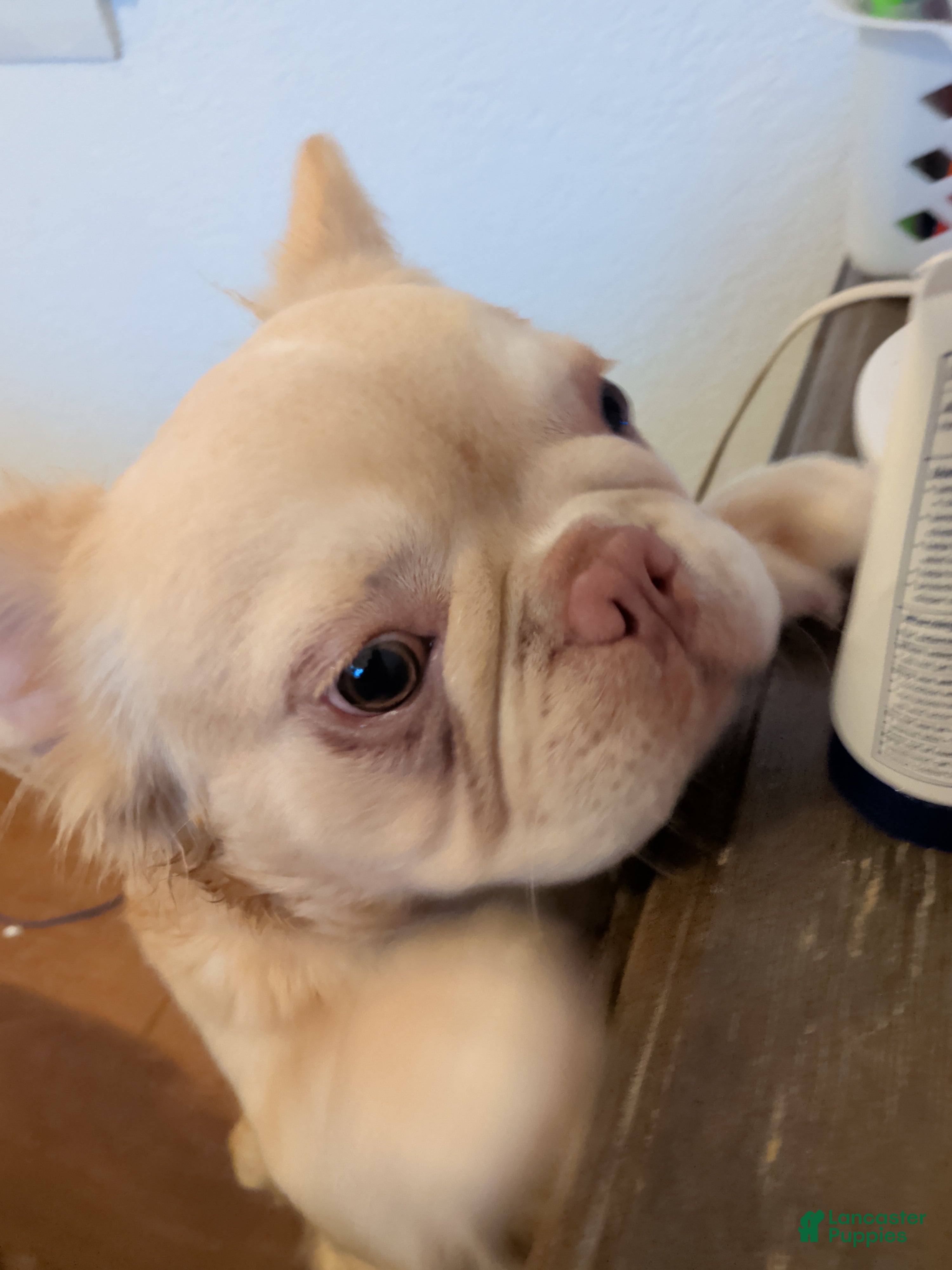 French Bulldog dogs Bentley - Ad 1