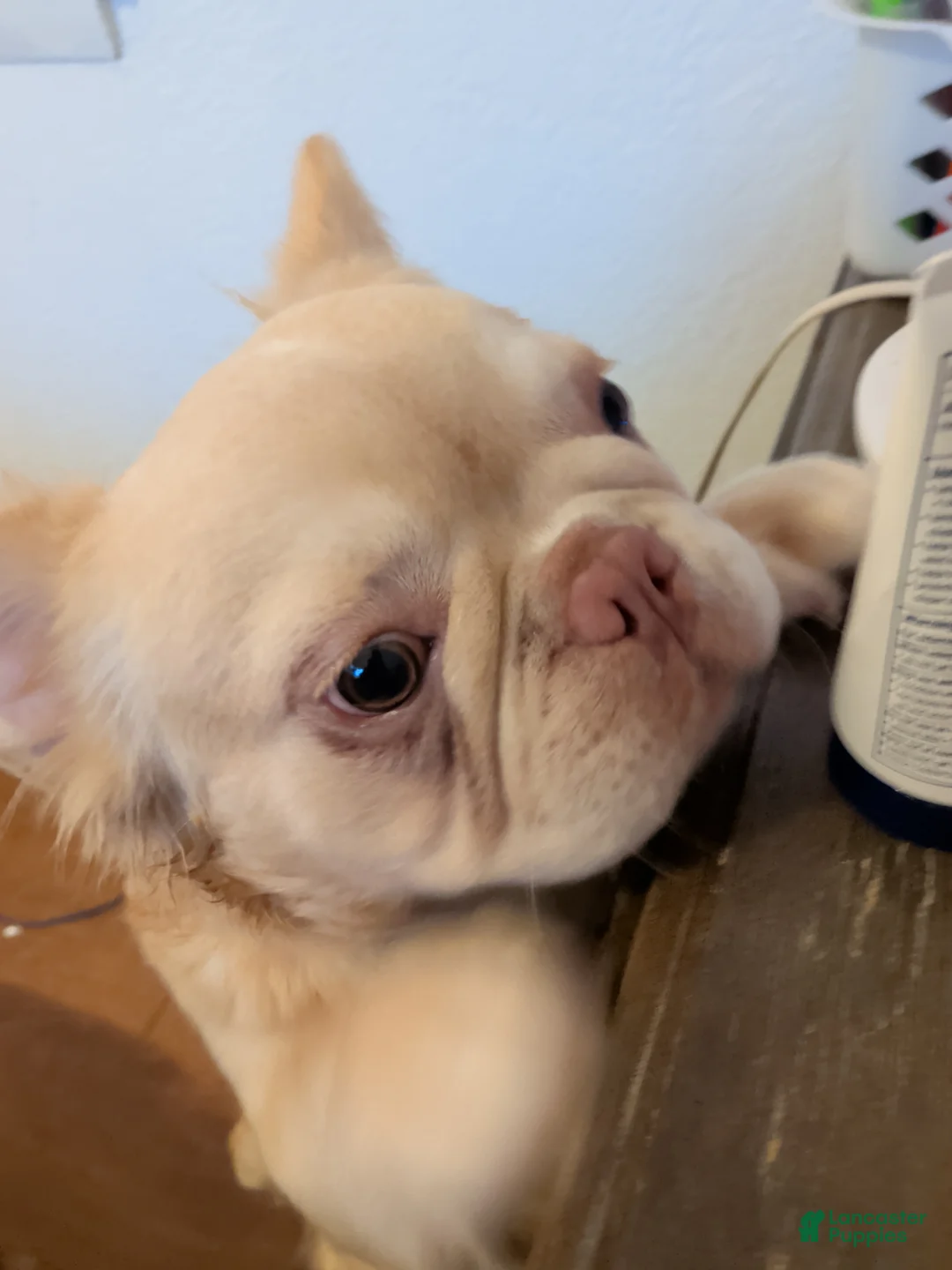 French Bulldog dogs for sale: Bentley - Ad 1
