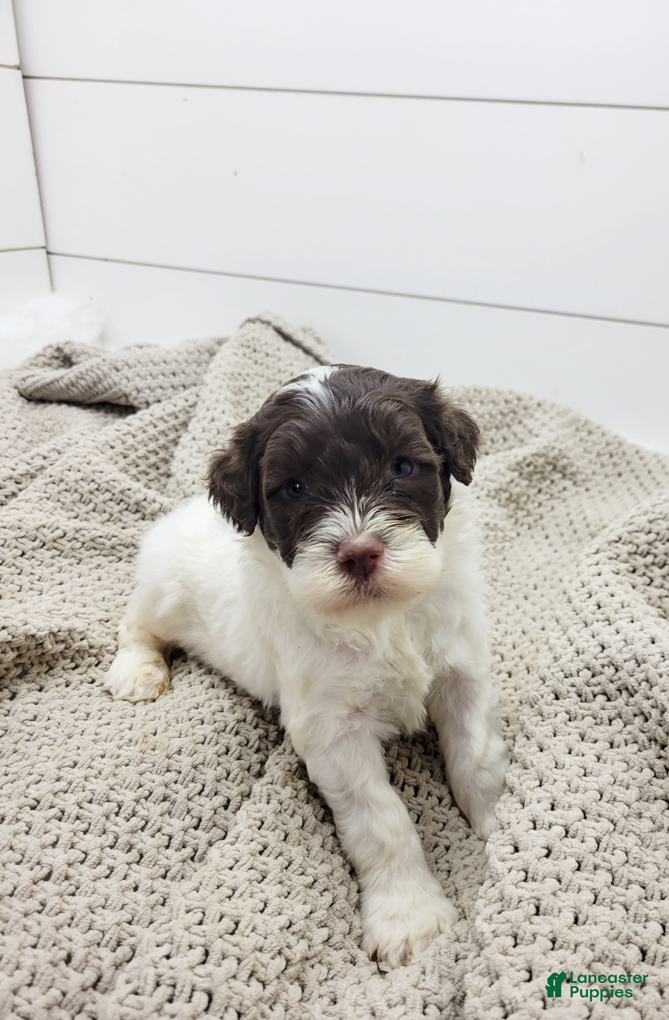 Portuguese Water Dog dogs Ducky Male - Ad 34