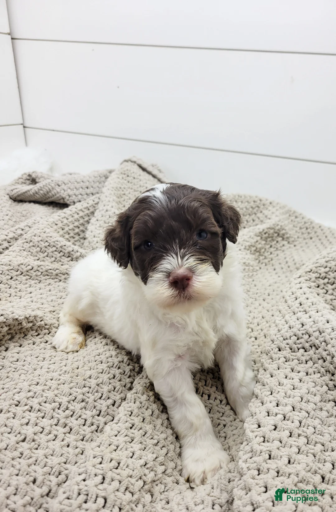 Portuguese Water Dog dogs for sale: Ducky Male - Ad 1