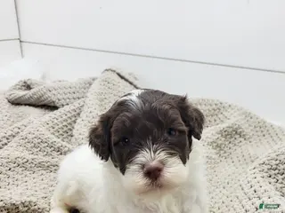 Portuguese Water Dog dogs Ducky Male - Ad 34