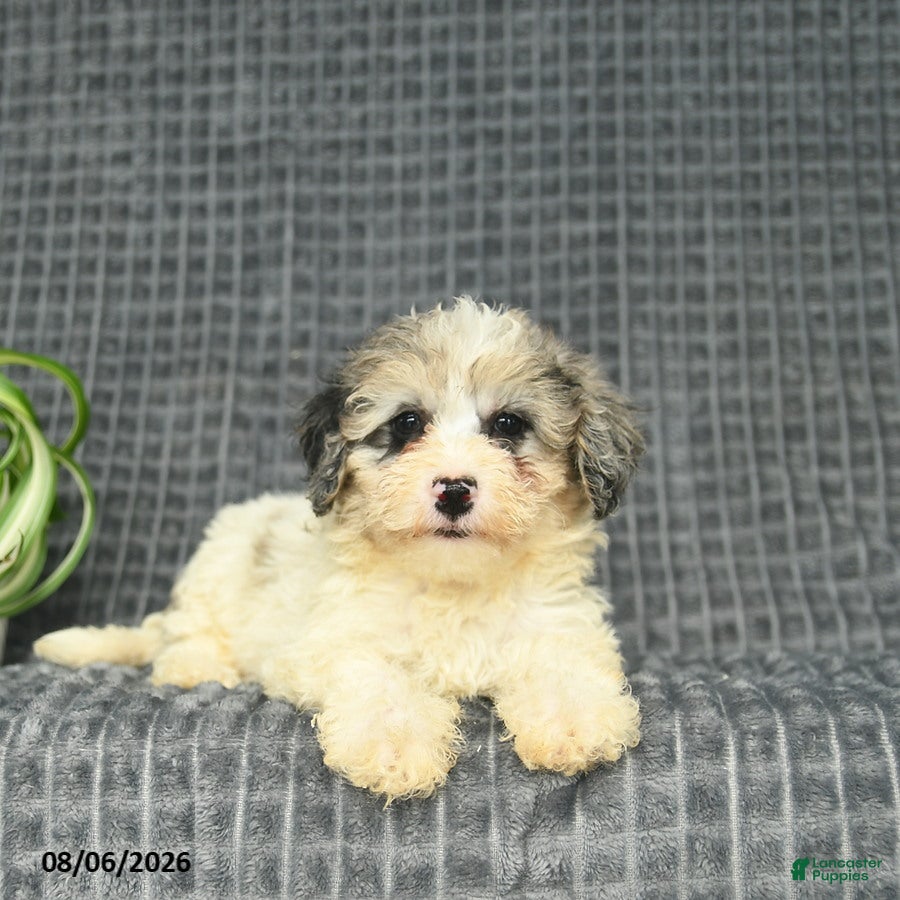 Maltipoo dogs Brynn  - Ad 2