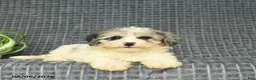 Maltipoo dogs for sale: Brynn  - Ad 2