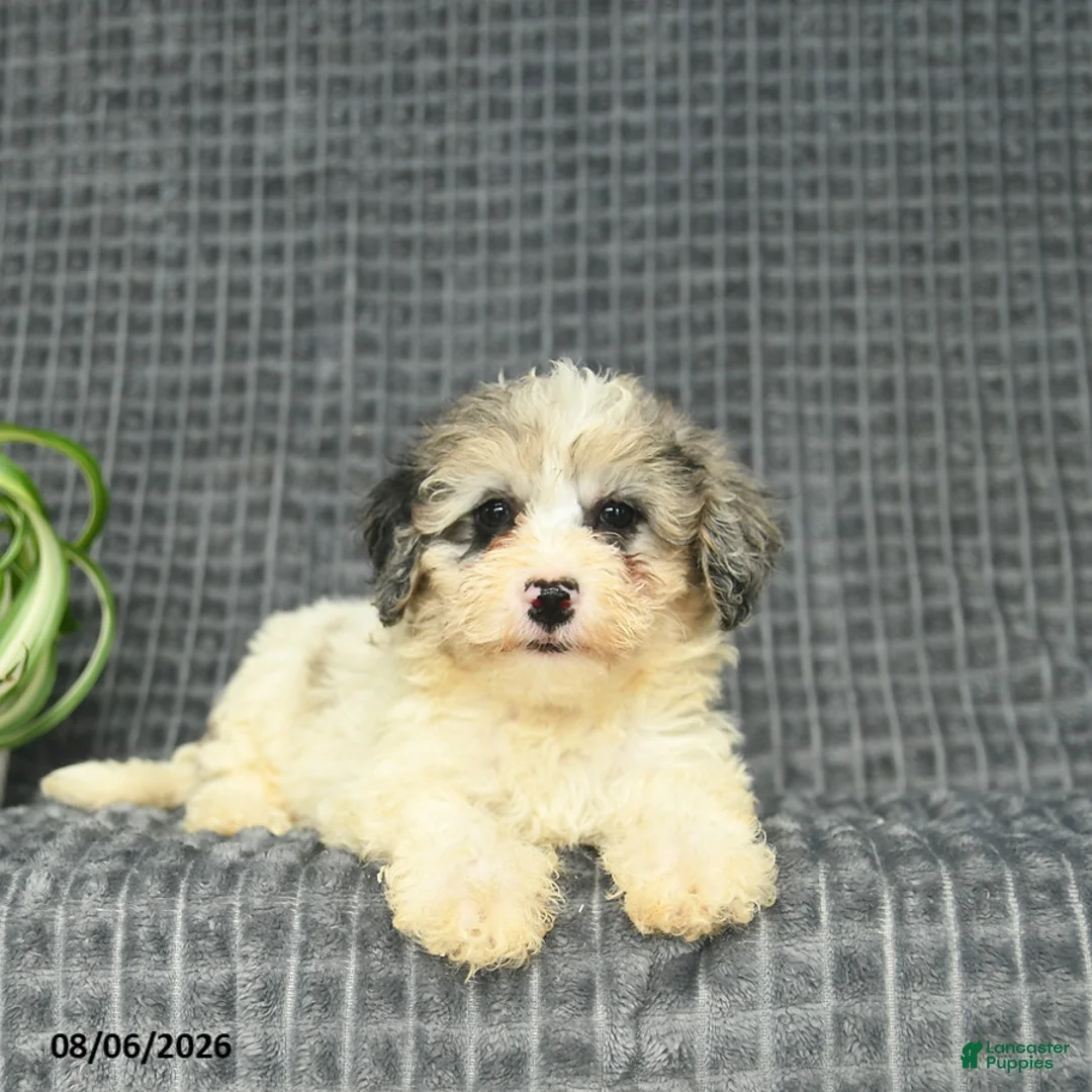 Maltipoo dogs for sale: Brynn  - Ad 2
