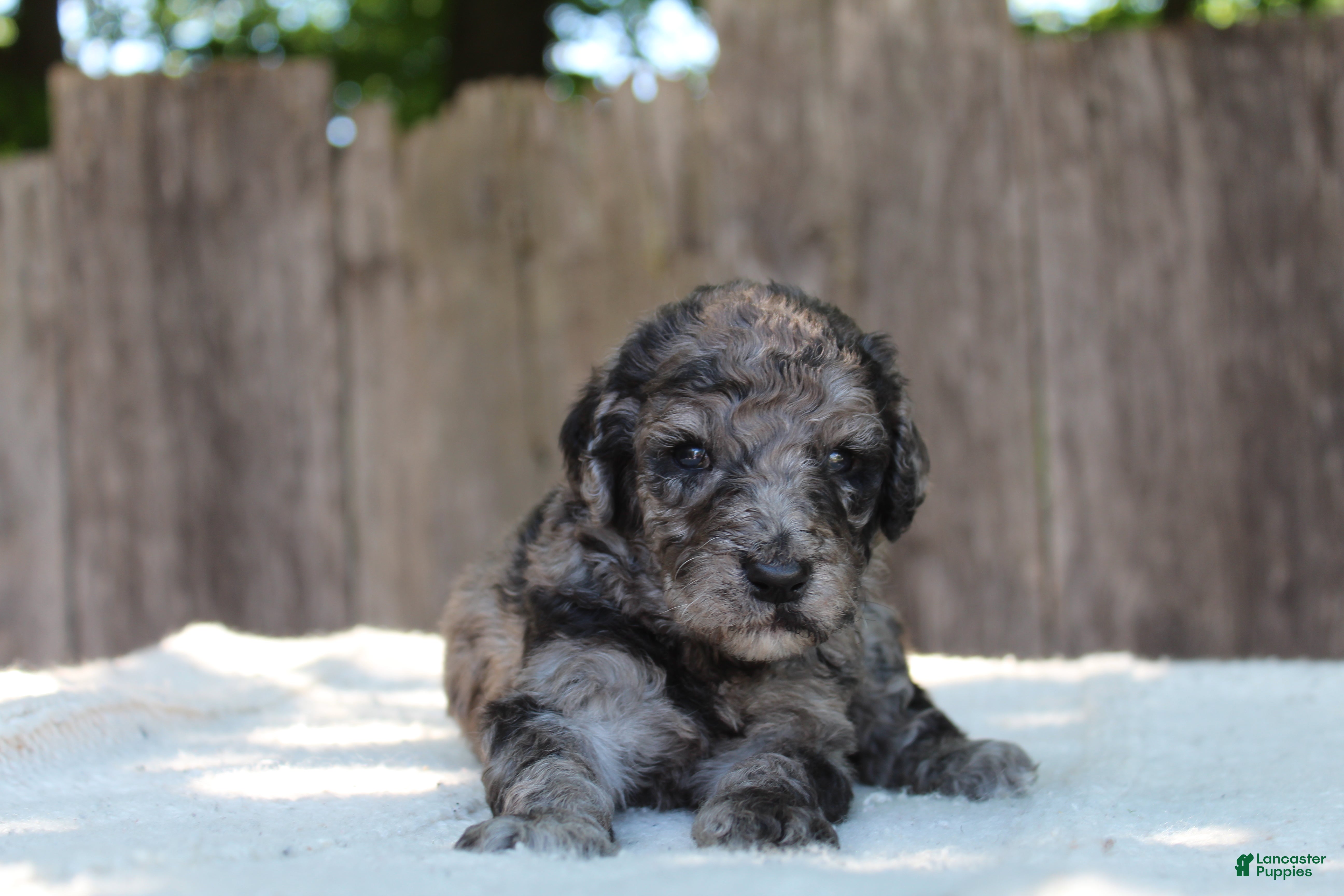 Standard Poodle dogs for sale: Ash AKC Standard Poodle - Ad 9