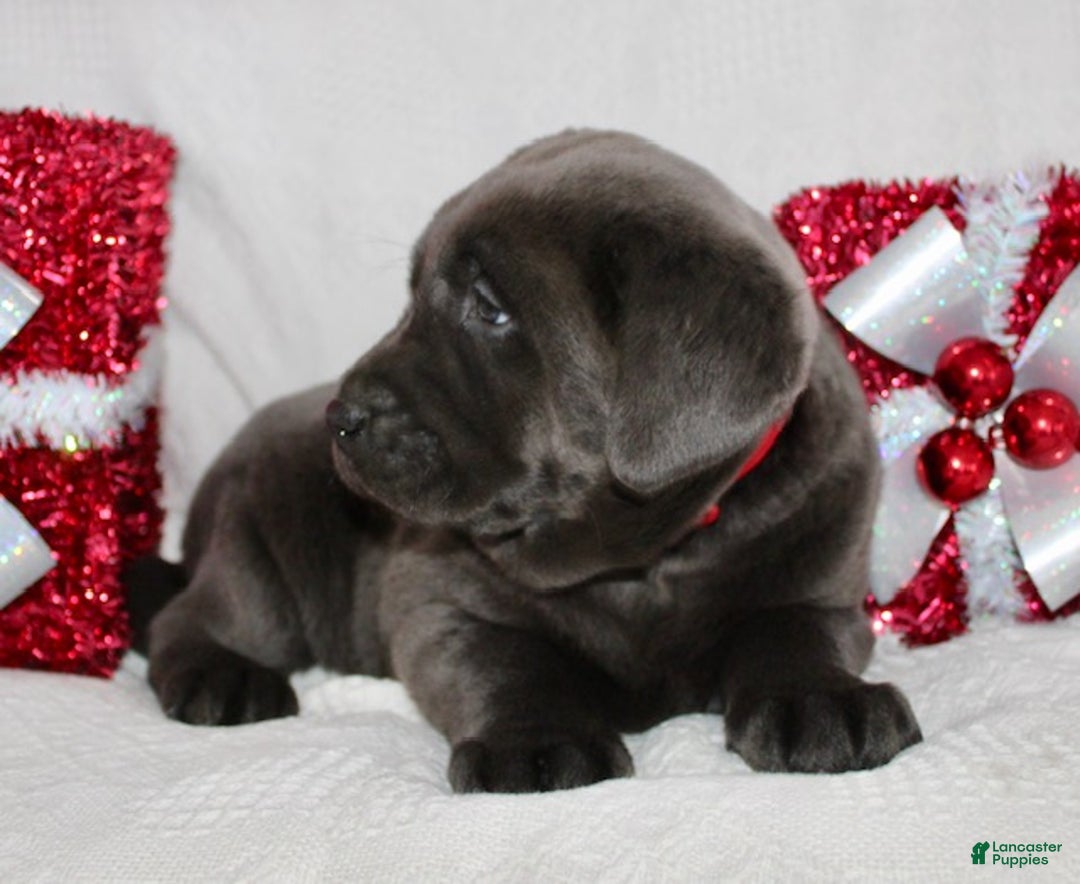 Labrador Retriever dogs for sale: Rosco - Ad 6