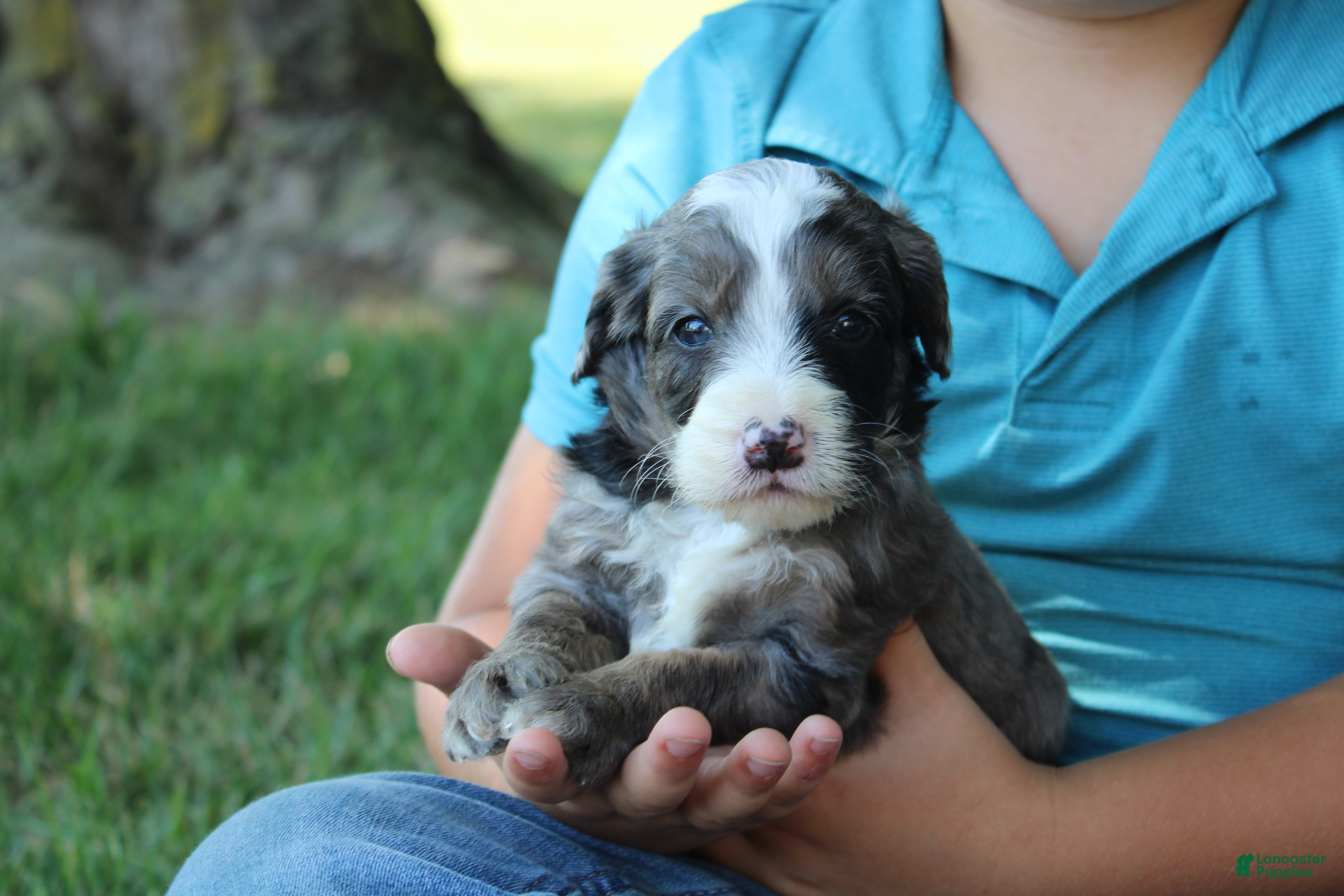Mini Goldendoodle dogs Vino - Ad 1