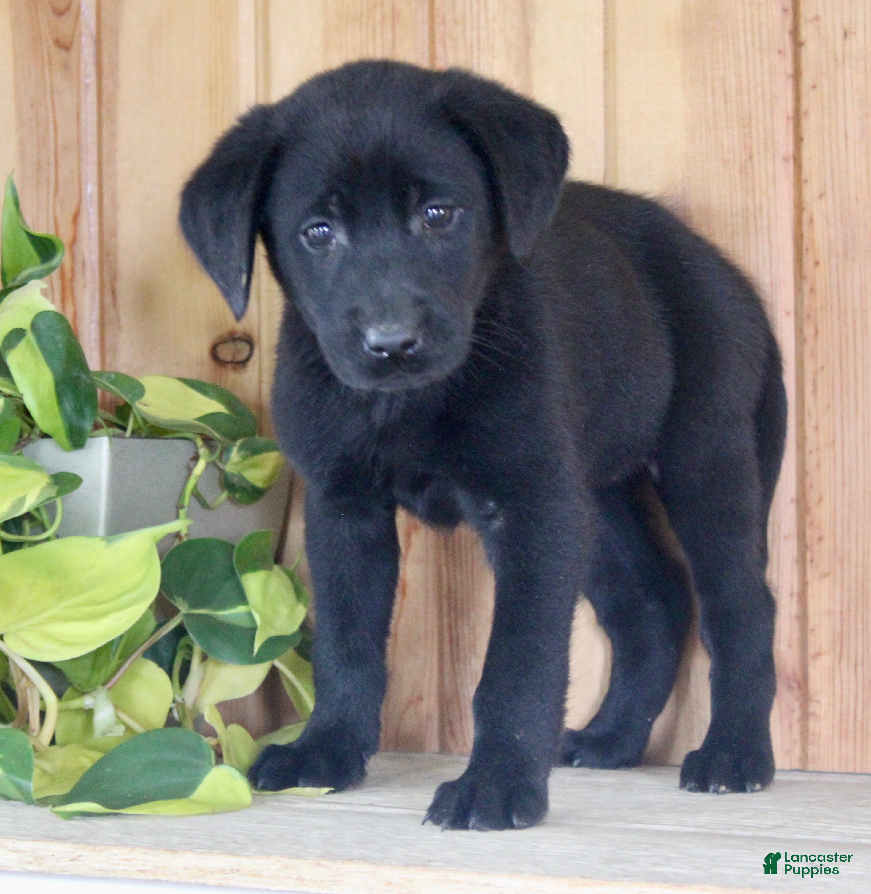 Labrador Retriever dogs Taffy - Ad 1