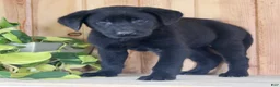 Labrador Retriever dogs for sale: Taffy - Ad 4