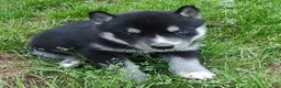 Siberian Husky dogs for sale: Sonya's female 1 - Ad 11