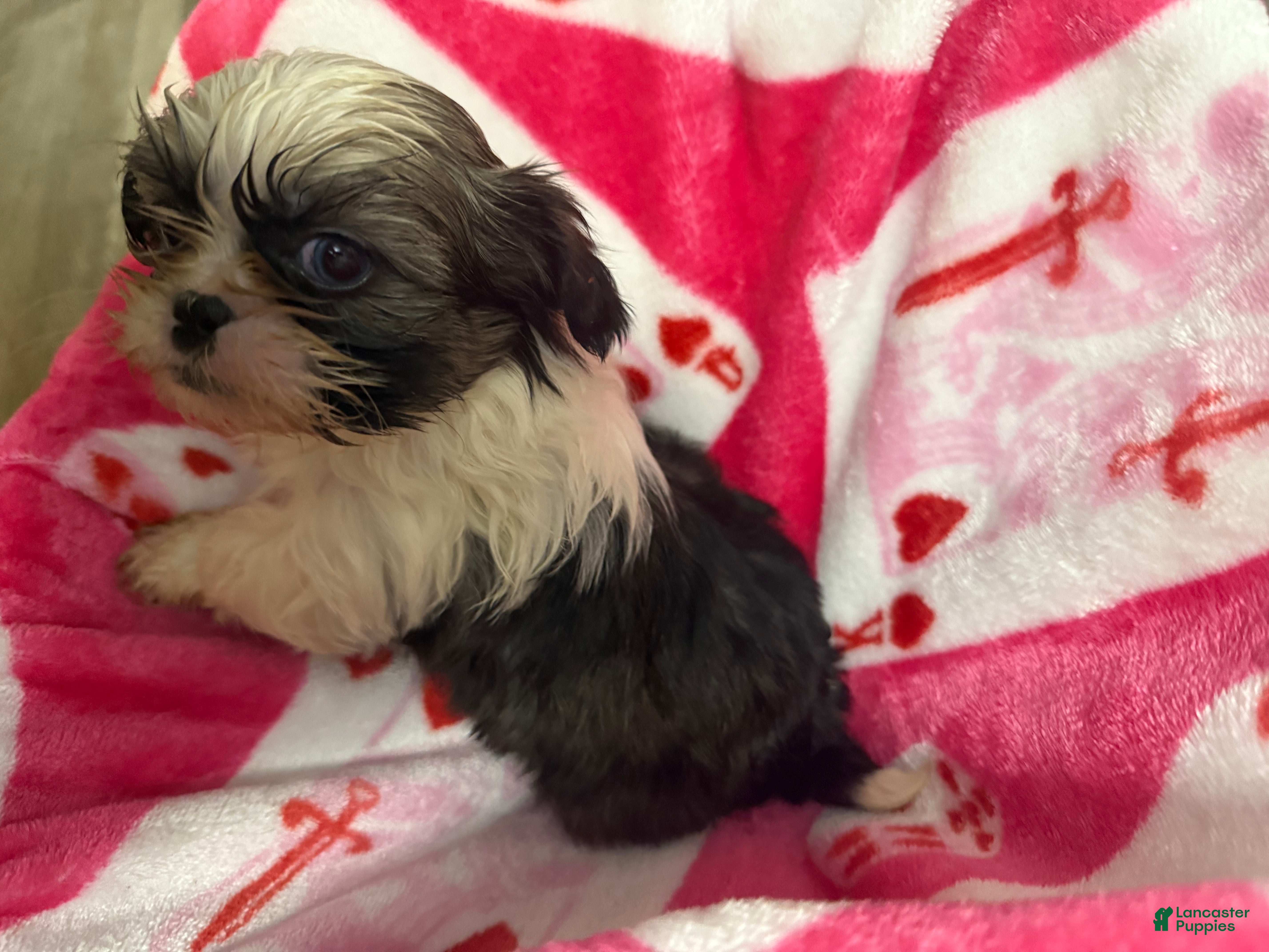 Shih Tzu dogs Shih Tzu Puppy 1 - Ad 9