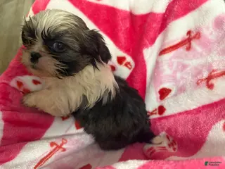 Shih Tzu dogs Shih Tzu Puppy 1 - Ad 9